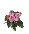 anthurium-potplanten-cavalli-paars-202387-0