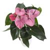 enanthurium-pot-cavalli-purple-202387-1