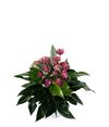 anthurium-potplanten-cirano-paars-203959-0