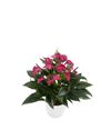 anthurium-potplanten-cirano-paars-203959-1