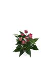 anthurium-potplanten-cirano-paars-203959-2