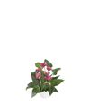 anthurium-potplanten-cirano-paars-203959-3