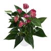 enanthurium-pot-cirano-purple-203959-4