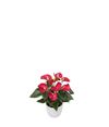 anthurium-potplanten-fiesta-rood-204337-0
