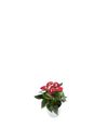 anthurium-potplanten-fiesta-rood-204337-1