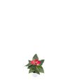 anthurium-potplanten-fiesta-rood-204337-2