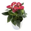 anthurium-potplanten-fiesta-rood-204337-3