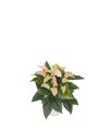 anthurium-potplanten-joli-peach-roze-204365-0