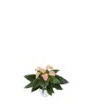 anthurium-potplanten-joli-peach-roze-204365-2