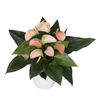 anthurium-potplanten-joli-peach-roze-204365-3