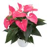 anthurium-potplanten-maine-roze-204473-1