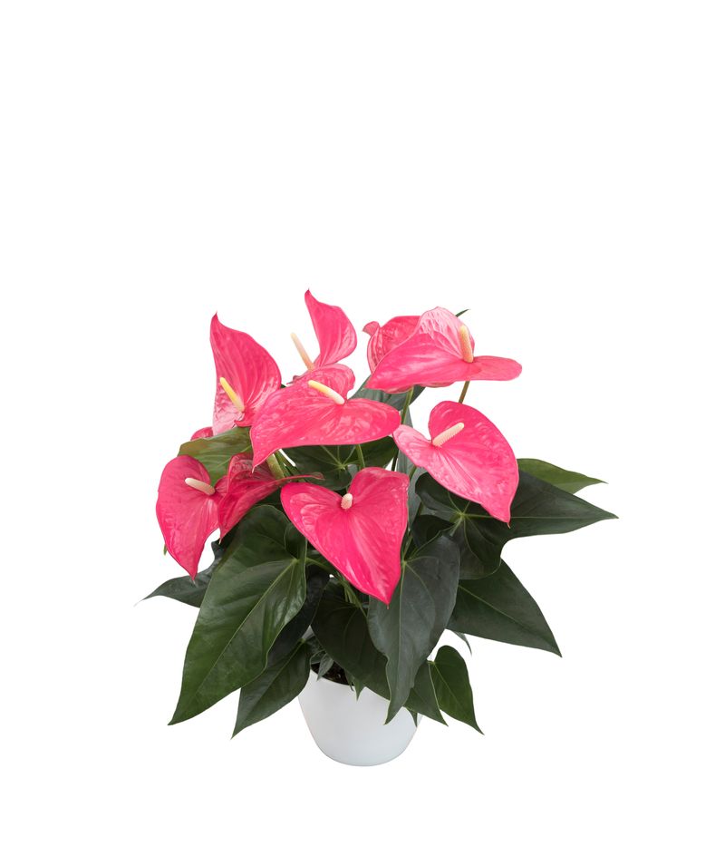 lavender orchid plant Orchid Plant - Purple main image 0