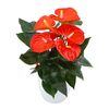 anthurium-potplanten-sierra-orange-oranje-204501-1