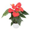 anthurium-potplanten-solara-oranje-204557-3