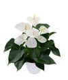 enanthurium-pot-samora-white-204633