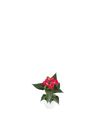 anthurium-potplanten-aristo-rood-204651-2