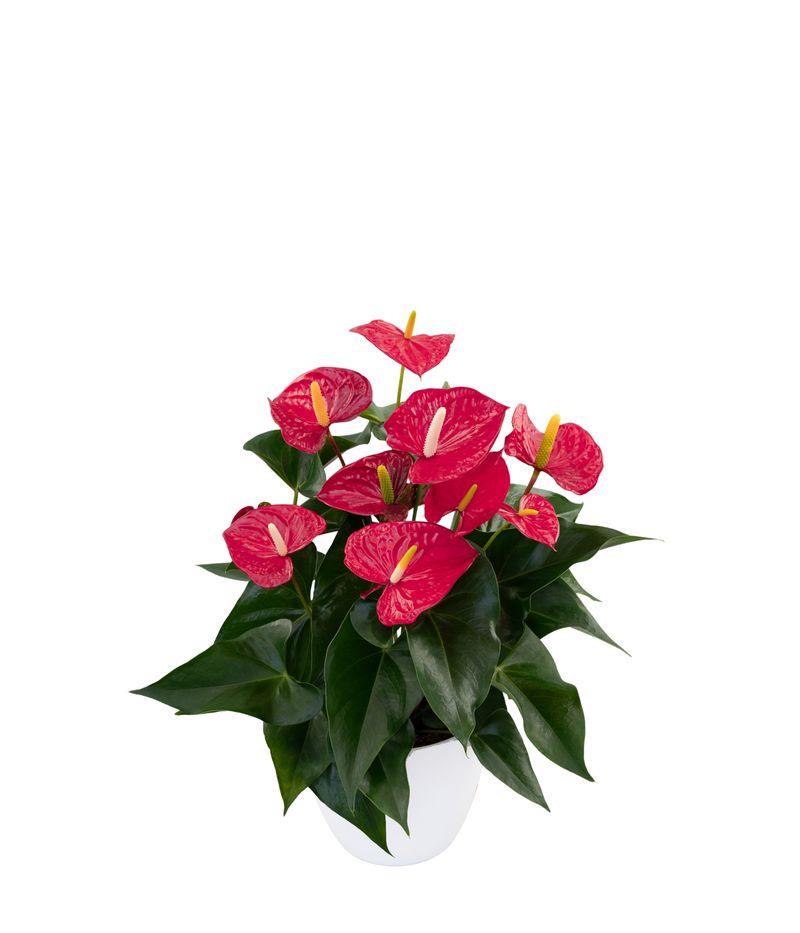 Aristo - Anthurium pot plants | Anthura