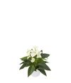 anthurium-potplanten-eclyps-wit-204732-1