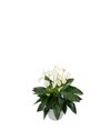 enanthurium-pot-eclyps-white-204732-0