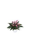 anthurium-potplanten-zizou-paars-204912-0