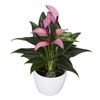 anthurium-potplanten-zizou-paars-204912-2
