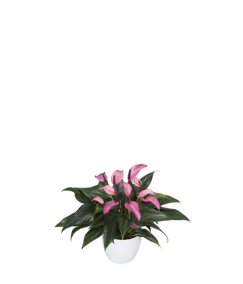 Zizou - Anthurium pot plants | Anthura