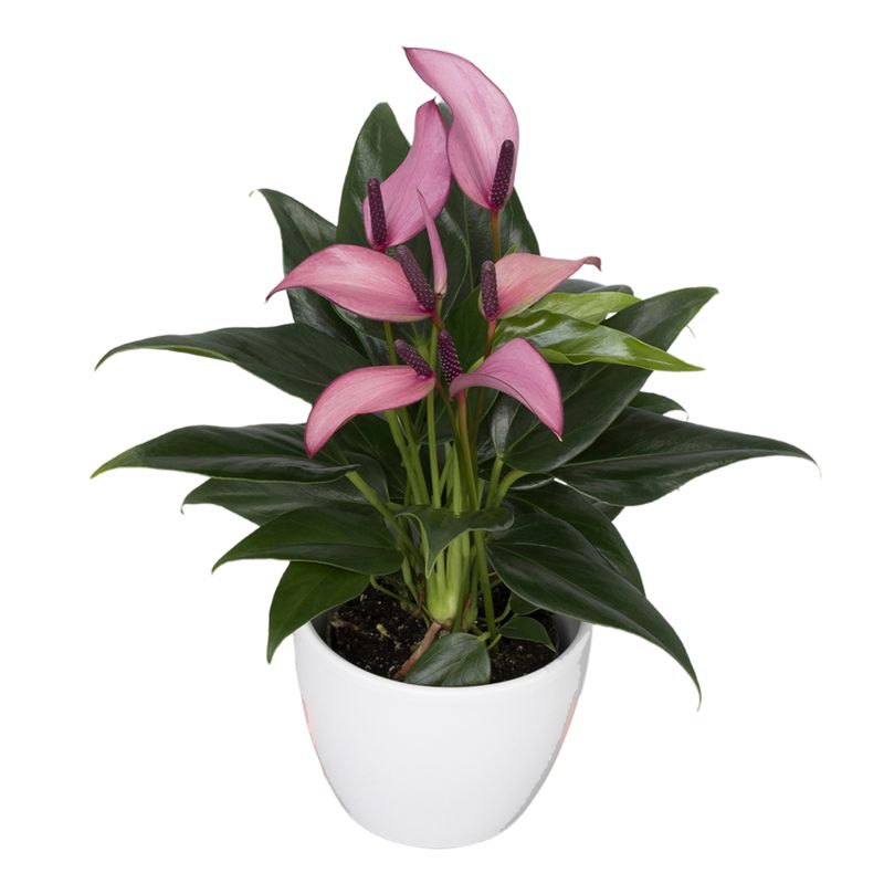 house plants with white flowers White Anthurium main image 1