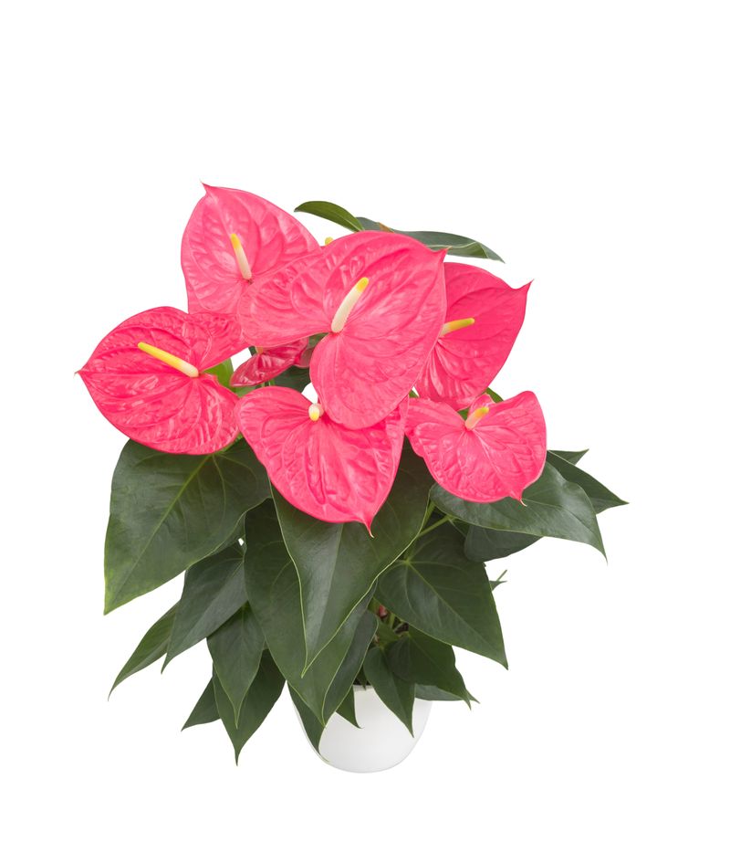buy lucky bamboo plant Lucky Bamboo Plant With Self Watering Pot main image 1