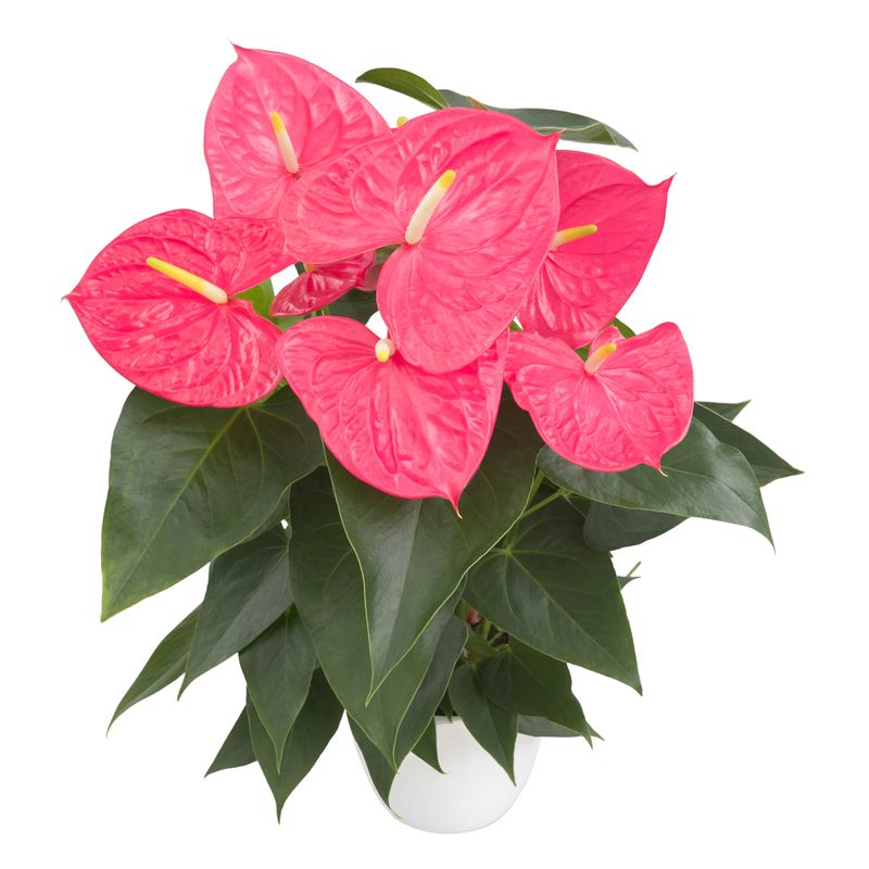 Colorado - Anthurium pot plants | Anthura