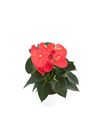 anthurium-potplanten-atlas-oranje-205454-0