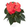 enanthurium-pot-atlas-orange-205454-1