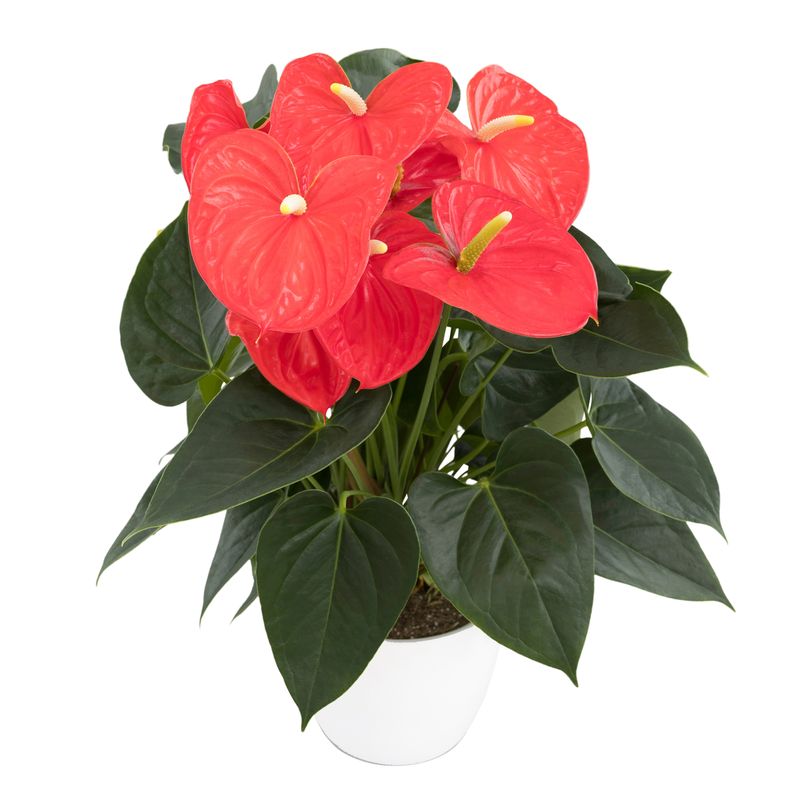 Atlas - Anthurium pot plants | Anthura