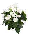 anthurium-potplanten-alaska-wit-205613-0