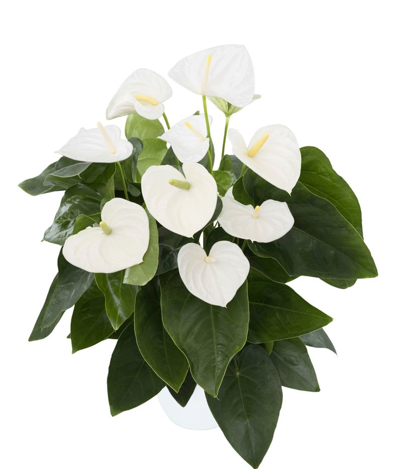 bushes philodendron Philodendron bipinnatifidum 'Atom'