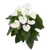 enanthurium-pot-alaska-white-205613-1