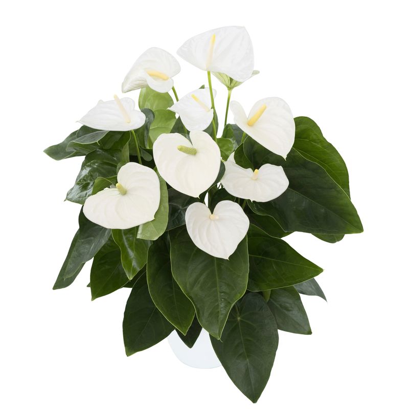 black knight philodendron price Philodendron White Knight Mutation – Amazon Garden Thailand main image 1