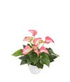 anthurium-potplanten-livium-red-rood-205804-0