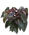 anthurium-potplanten-sempre-bruin-205950-0