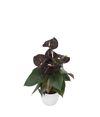 enanthurium-pot-sempre-brown-205950-1