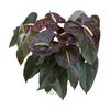 enanthurium-pot-sempre-brown-205950-2