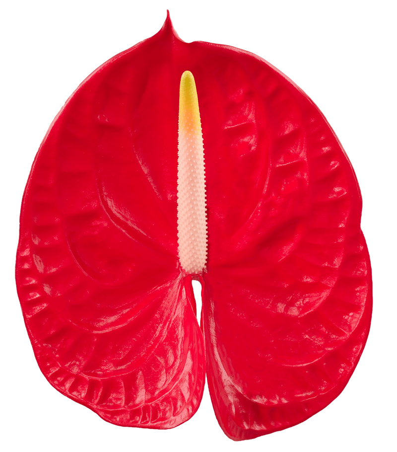Anthurium cut flowers | Anthura