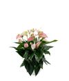 enanthurium-pot-joli-pulse-pink-205574-0