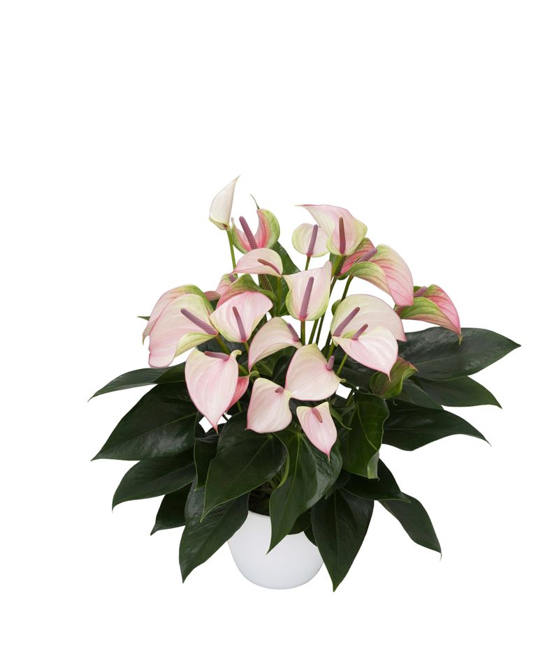 Joli Pulse - Anthurium pot plants | Anthura