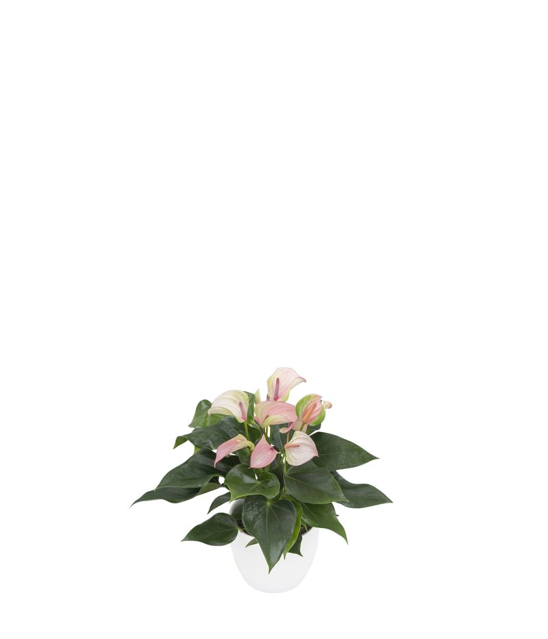 bonsai künstliches licht Kunstpflanzen | Künstlicher Bonsai - Pinus, 60 cm | Wie echt