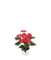 enanthurium-pot-esudo-red-206026-0