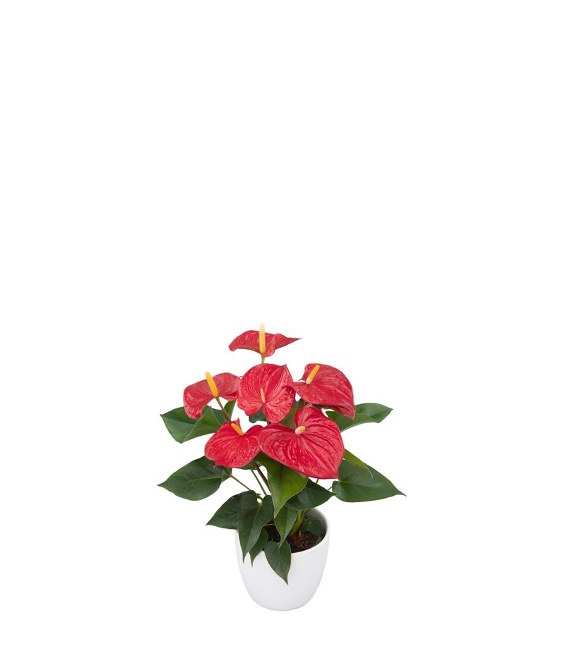 Esudo - Anthurium pot plants | Anthura