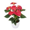 enanthurium-pot-esudo-red-206026-2