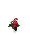 anthurium-potplanten-everio-rood-206304-0