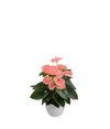 anthurium-potplanten-spirit-roze-204923-0