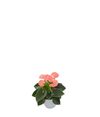 anthurium-potplanten-spirit-roze-204923-2